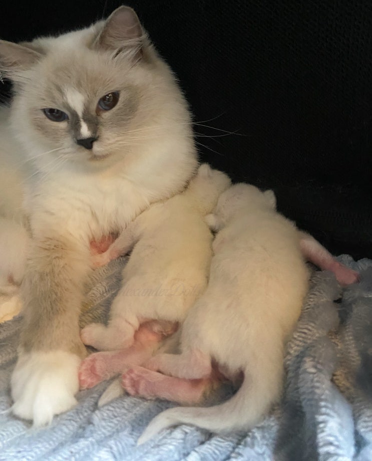  랙돌캐터리 A6-Litter 아기 고양이 출산후 0~2주까지 소식