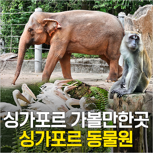  싱가포르 동물원 입장권 가격, 시간, 지도, 셔틀 트램, 점심, 공연 쇼