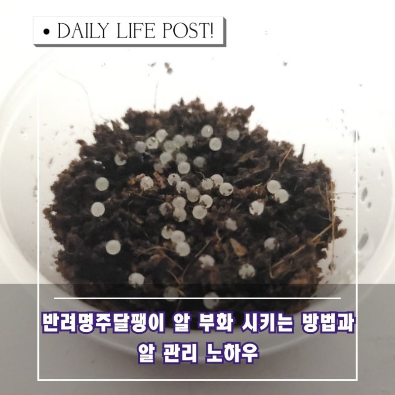 달팽이키우기! 반려명주달팽이 알 부화 시키는 방법과 처리하는 방법