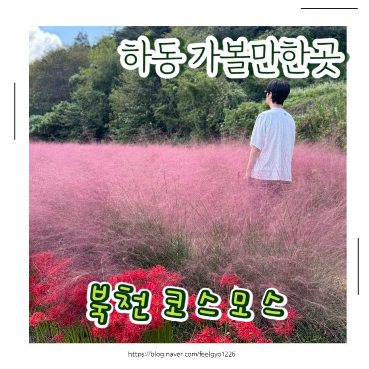  하동 가볼만한곳 가을꽃구경 북천코스모스 메밀꽃 축제장 핑크뮬리까지