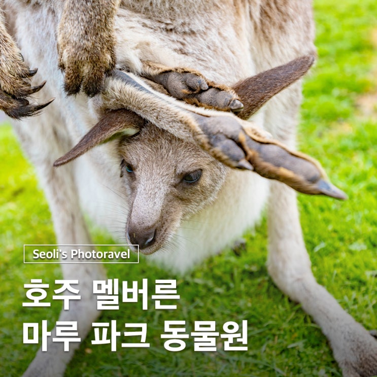  호주 멜버른 동물원 마루파크 캥거루 먹이주기 코알라