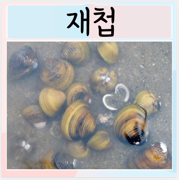  재첩 효능 부작용 재첩잡이 칼로리 해감 보관법