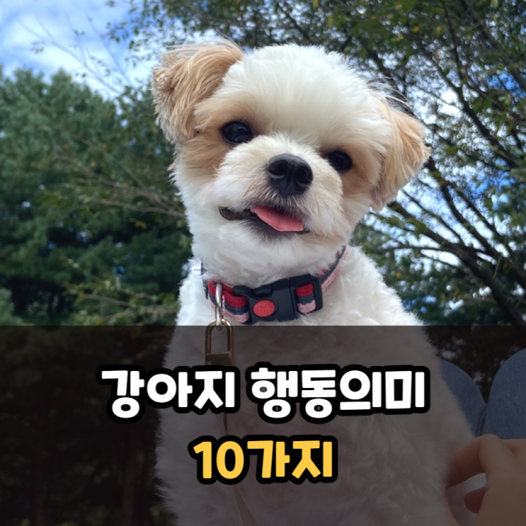  강아지 행동의미 10가지