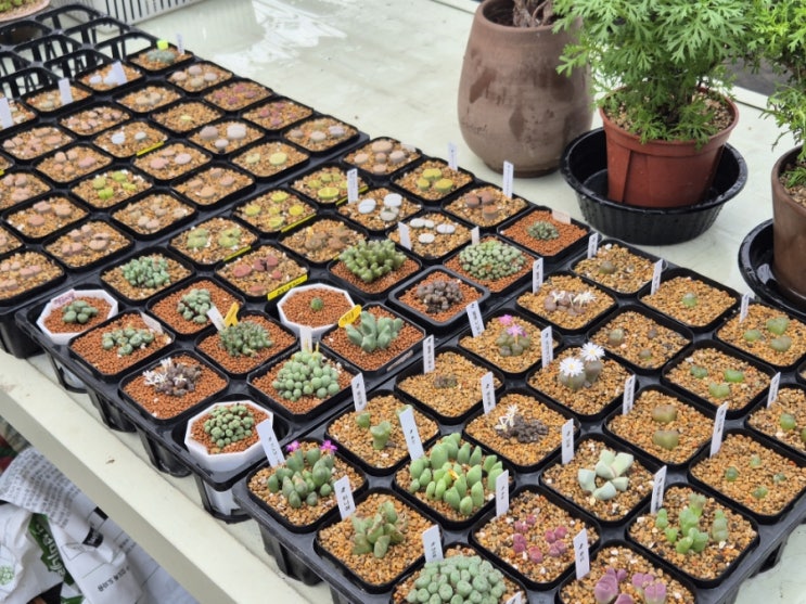  잠에서 깬 희귀식물 콘크르디아나.모닐리포메. 불바인 위제이. 구갑룡. 리톱스 분갈이는 진행형