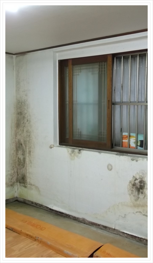  반지하 벽지 곰팡이제거 재발 방지 해결!