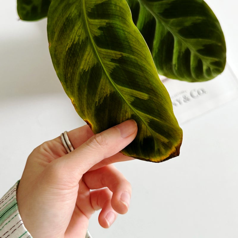 칼라데아 Calathea 키우기 : 종류 | 온도 | 습도 | 팁