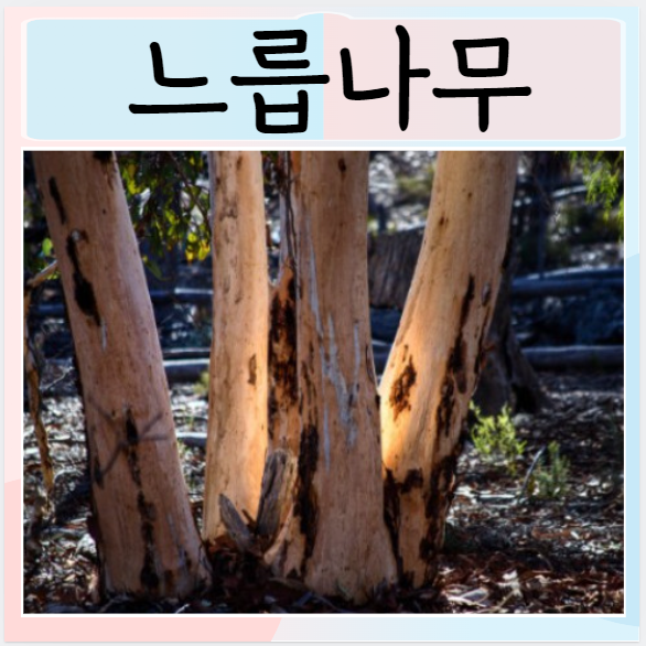  느릅나무 차 효능들 부작용