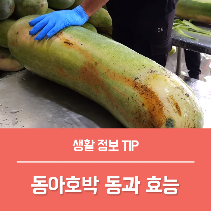  동아호박 동과 효능 부작용 칼로리 궁금하신가요?