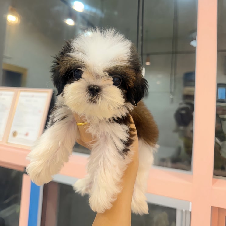  강아지 코로나 장염 증상 및 치료법