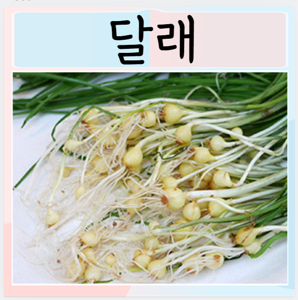  달래 효능 칼로리 부작용 달래고르는법 보관