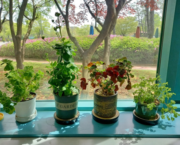  겨울철 베란다에서 키울수 있는 식물과 추워야 꽃이 피는 식물 알아보기