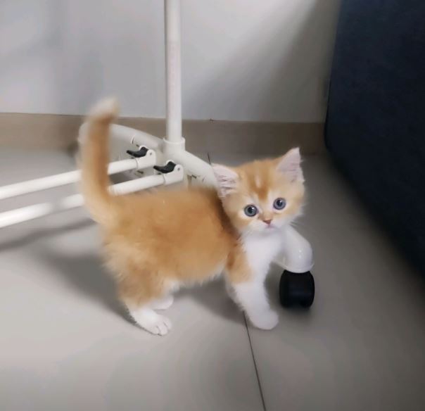  시흥고양이분양 3개월 브리티쉬숏헤어 고양이 분양후기