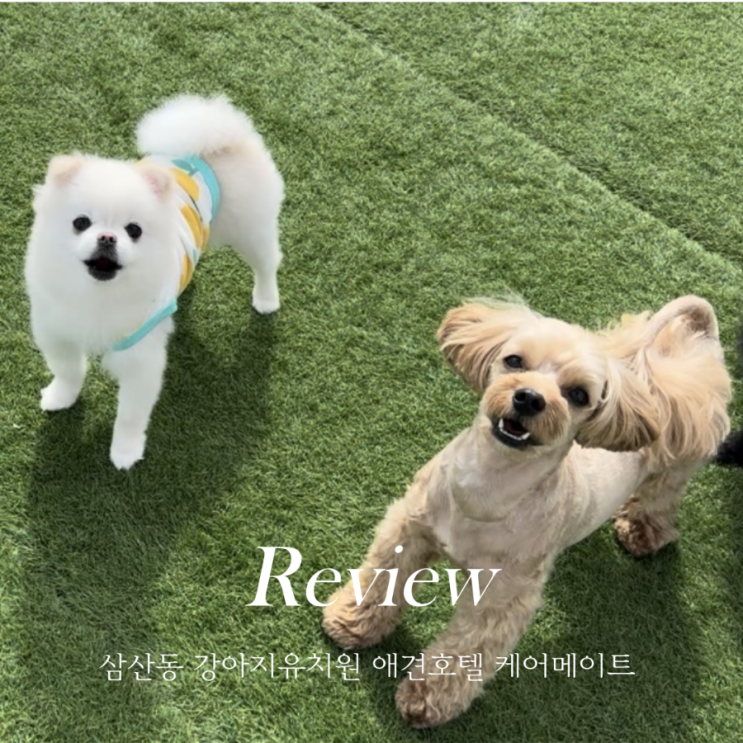  울산 삼산동 강아지유치원 애견호텔 케어메이트