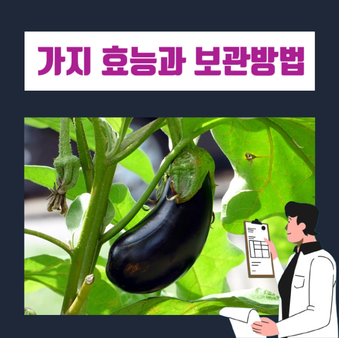  가지의 영양성분 및 효능은 무엇일까?