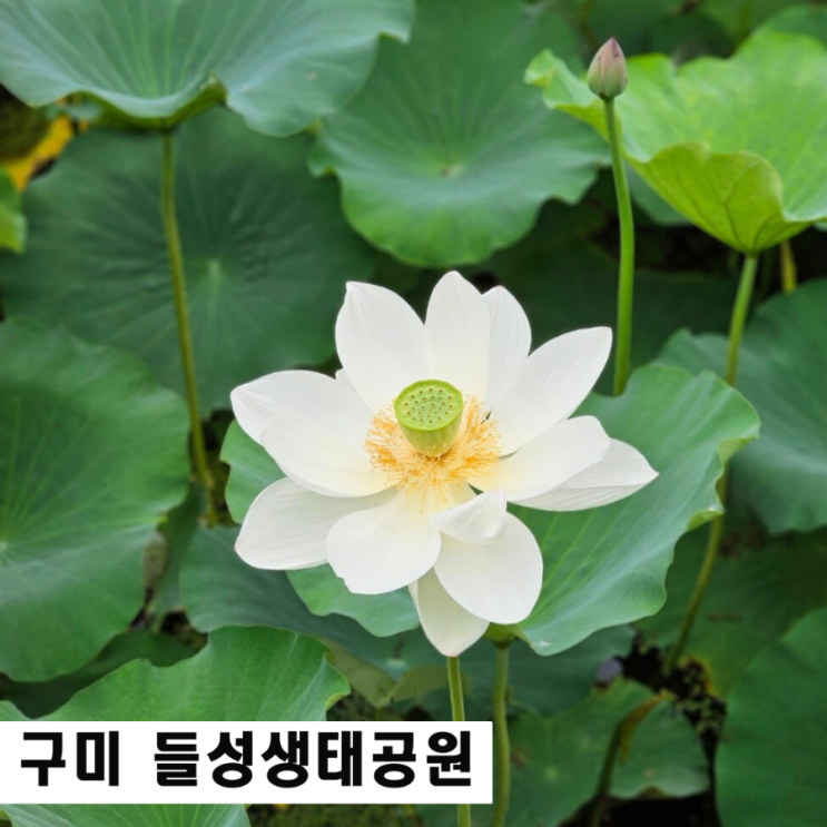  구미 들성지 문성 저수지 겹벚꽃 연꽃 명소
