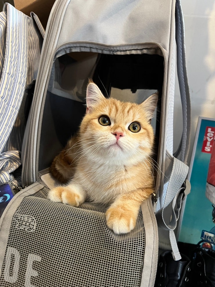  고양이 알바생이 있는 일본 감성 망원역 카페 하츠코히