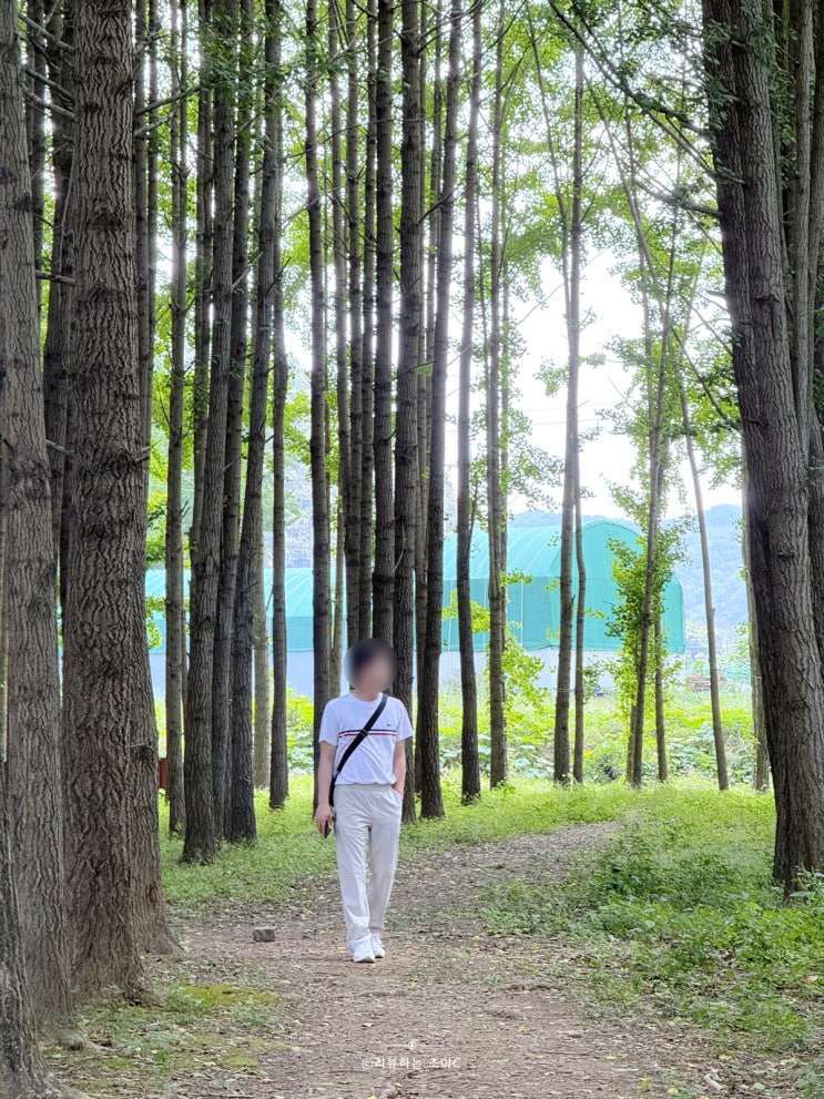  경주 심곡지 둘레길과 도리마을 은행나무숲 단풍현황