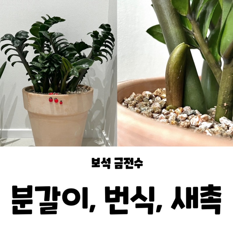 보석 금전수 가지치기 번식 방법 물꽂이 뿌리내리는 기간 삽목 분갈이 후 새 촉 시기 물주기