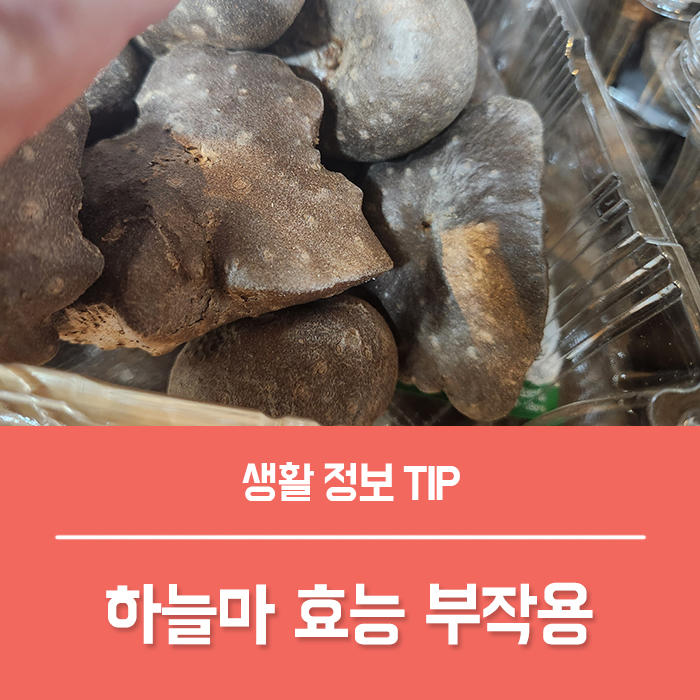  하늘마 효능 BEST 5, 열매마 효능 부작용 넝쿨마 심는시기 총정리!