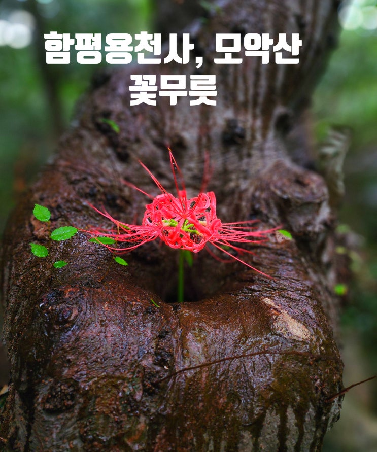  〔전남함평〕함평 용천사 꽃무릇-함평 모악산 꽃무릇 축제-꽃무릇 명소로 강추-24.10.1만개-함평 모악산 안내도