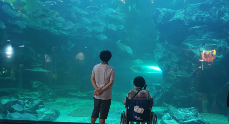  고령자 갈만한곳 열린관광지 무장애여행 검색해서 아쿠아플래닛 일산 다녀왔어요.