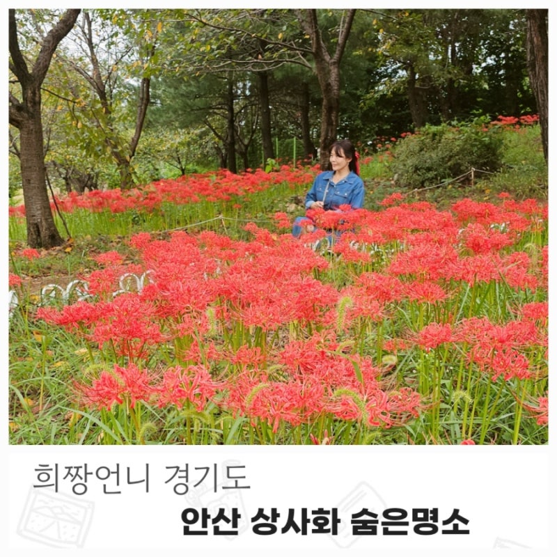 경기도 안산 상사화 꽃무릇 숨은 명소 위치 실시간