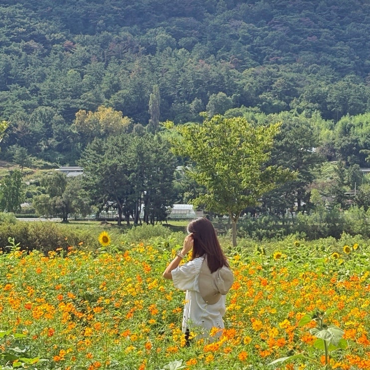  밀양 가을 당일치기 꽃구경 갈만한곳 산외면 해바라기 꽃단지 코스모스 숨은 명소