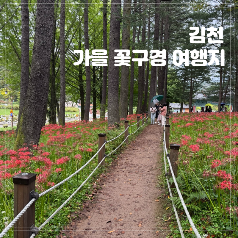 김천 구미 가볼만한곳 직지사 막바지 꽃무릇 상사화 개화상황 주차장