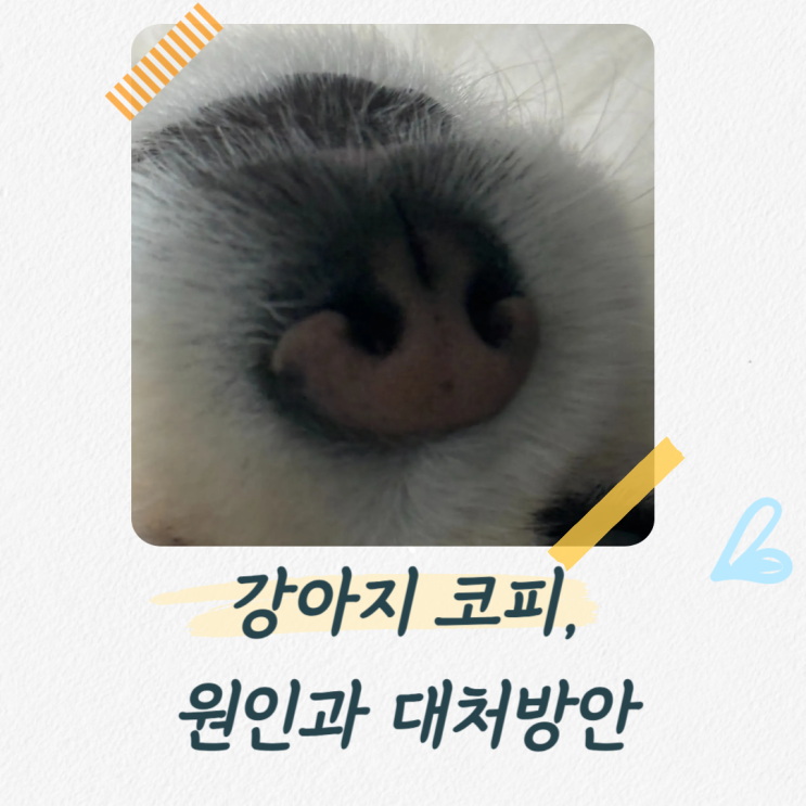  강아지 코피, 원인은 무엇일까? 대처방법은?