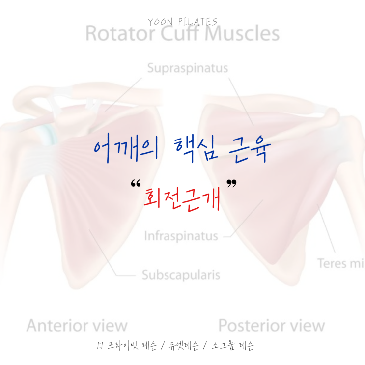  [춘천 우두동 필라테스]어깨 통증 Part 2. 회전근개란?