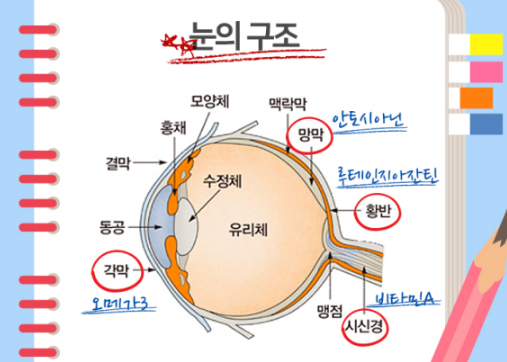  연재 14. 눈 건강과 황반색소밀도(MPOD), 눈영양제 복용기간
