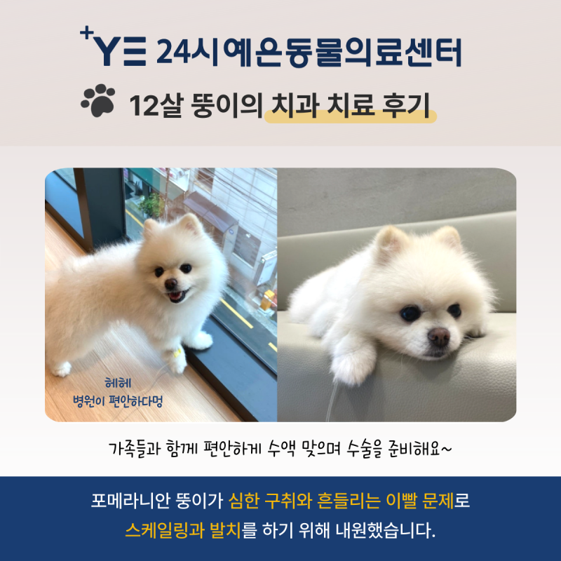 강아지 치과병원 선택의 중요성, 스케일링 전 후 비교