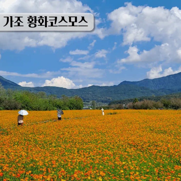  거창 황화코스모스 가조온천으로 구경가세요. 거창 여행비 지원 팁