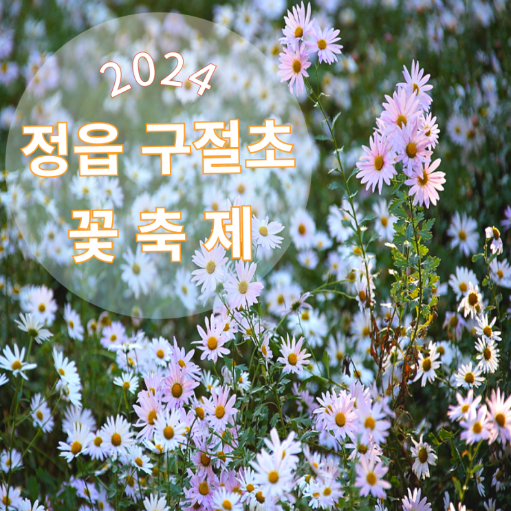  2024 정읍 구절초 꽃축제 기본정보 입장료 일정 행사