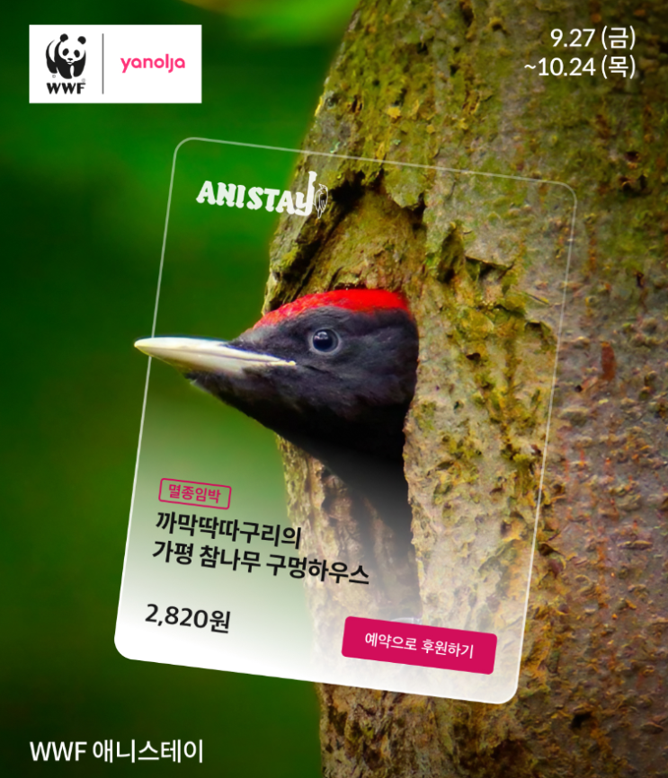  예약만 가능하고 묵을 수 없는 숙소, 야놀자 & WWF 애니스테이 후원하고 선물 받자!