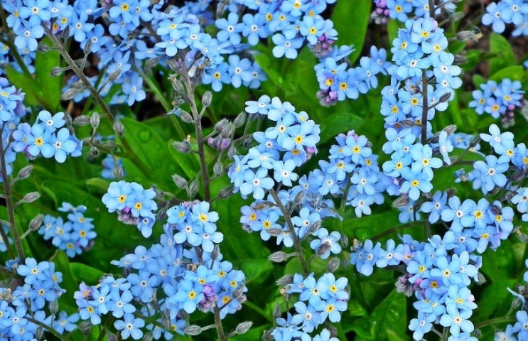  물망초 꽃말 알아볼게요