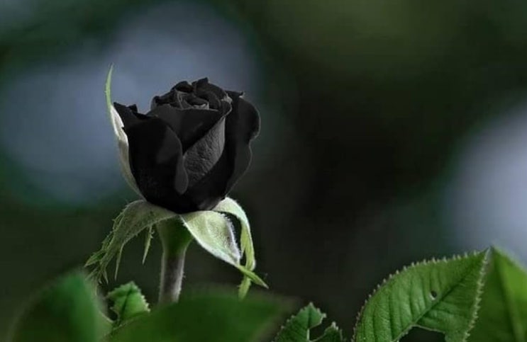  검은장미 (흑장미) 꽃말 알아볼게요~