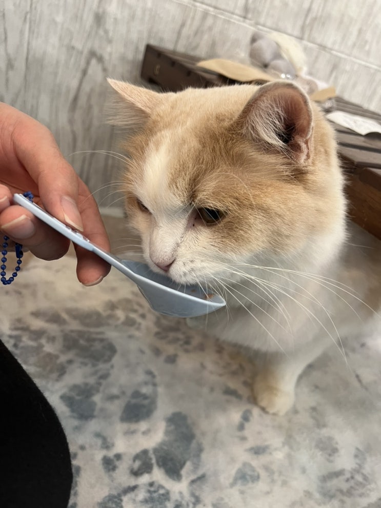  [강남고양이카페] 강남에 있는 고양이 천국 “캠핑고양이”