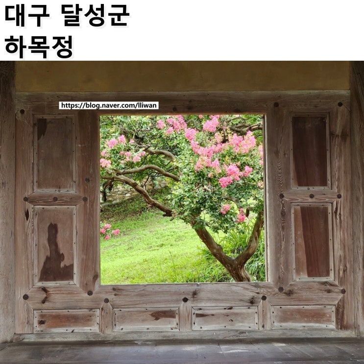  [대구/달성군] 대구 배롱나무 명소 실시간 개화, 하목정