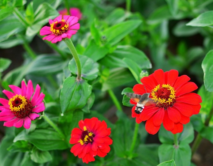  백일홍 꽃말 알아 볼게요