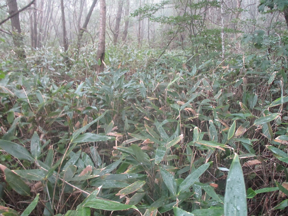 민백산 사진 5