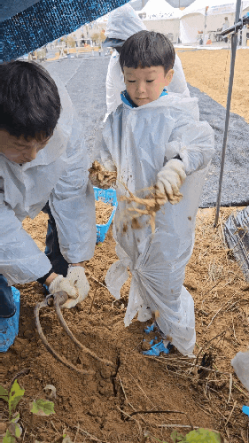 2024금산인삼축제 백종원 푸드페스타 다녀온 후기 인삼캐기체험(주차장팁,먹거리,가수,기본....