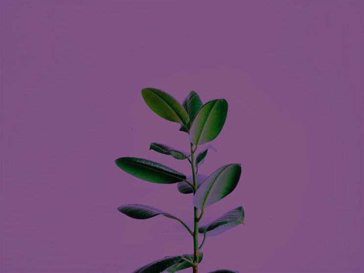  하트캅정의 기초 정보
