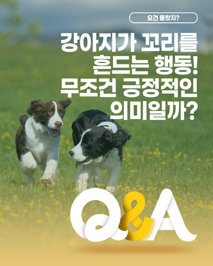  [더케어 Q&A] 강아지가 꼬리를 흔드는 행동! 무조건 긍정적인 의미일까?