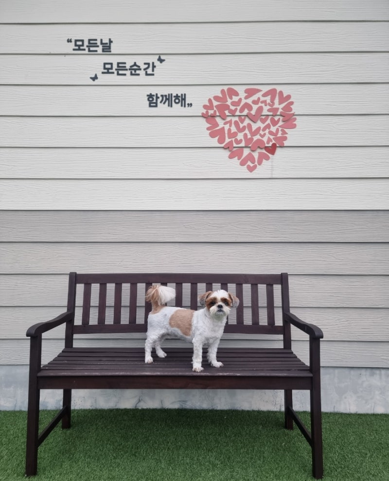 사진 8