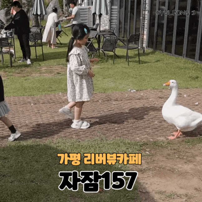  가평카페 자잠157 귀여운 거위가족이 있는 대형베이커리카페