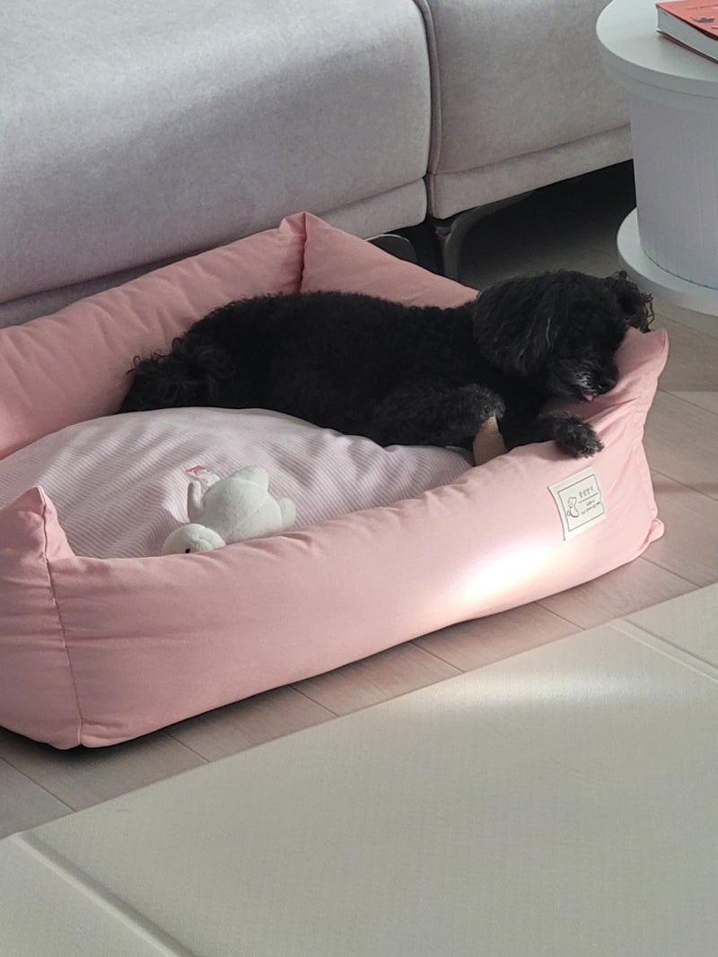 댕글라이프