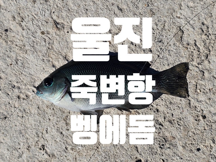  울진관광 죽변항에서 낚시 즐기기 2024. 9. 29.