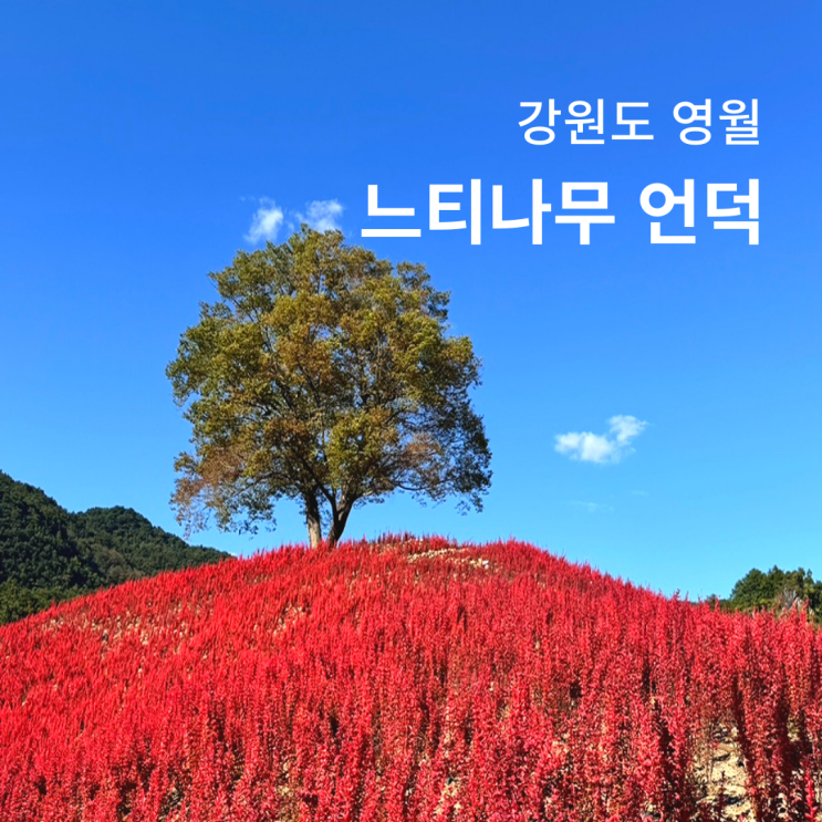  영월 강변저류지 수변공원 느티나무 언덕 주차 가는길