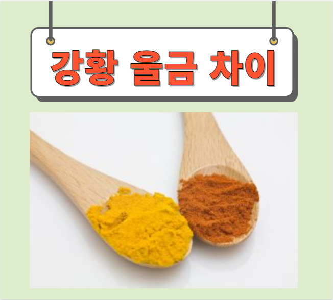  강황 울금 차이 완벽정리